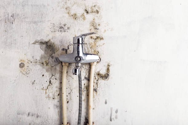 Trusted Leesport, PA Mold Removal Experts