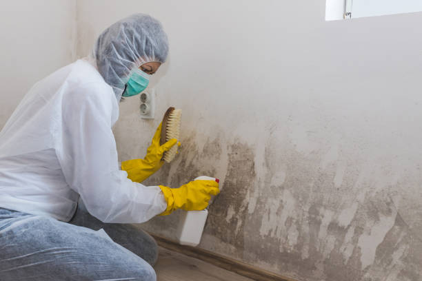 Best Commercial Mold Removal  in Leesport, PA