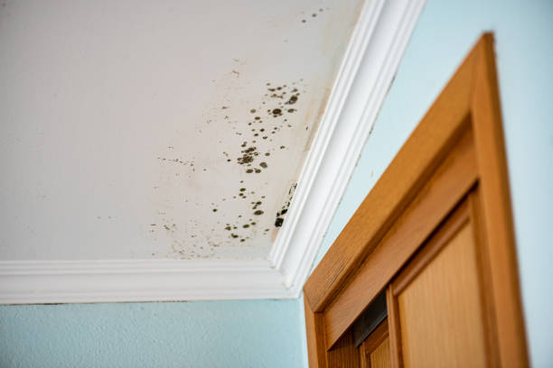 Best Mold Testing and Removal  in Leesport, PA