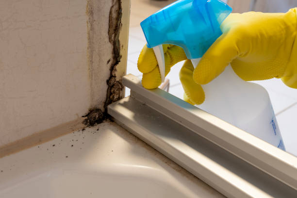 Mold Testing and Removal in Leesport, PA
