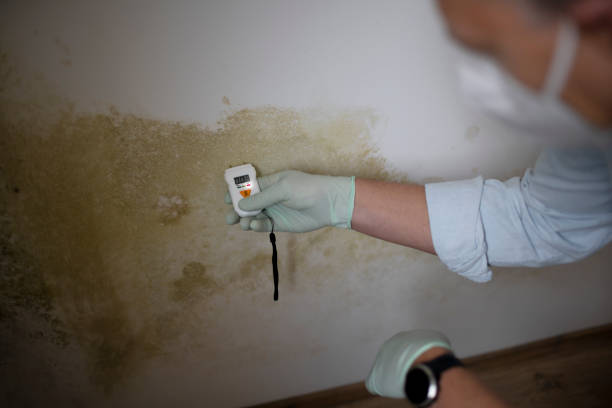 Best Certified Mold Removal  in Leesport, PA