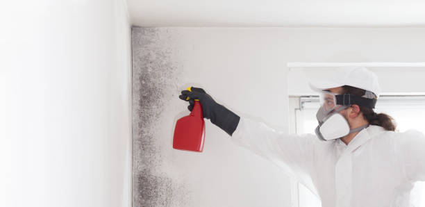 Best Mold Testing  in Leesport, PA