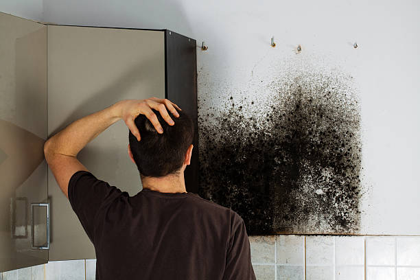 Best Black Mold Removal  in Leesport, PA