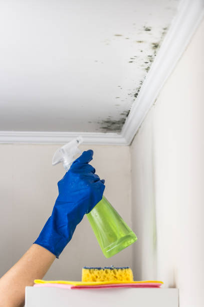 Best Professional Mold Removal  in Leesport, PA